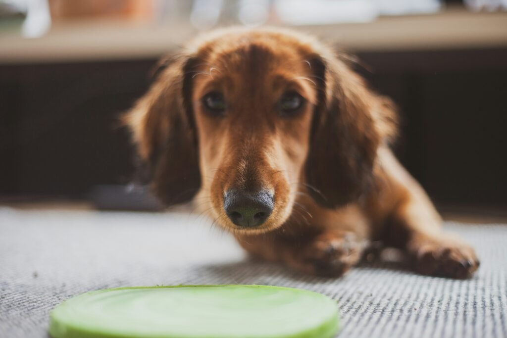 Can Dogs Eat Cucumbers